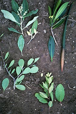 Photo of leaves, seeds, and twigs of four species of mangroves. Jon Rebman © 2000 SDNHM