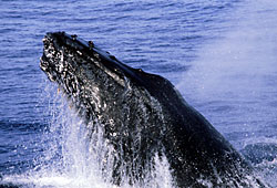 33cm largo aprox Wild Planet mercancía nueva ballena ballena jorobada 