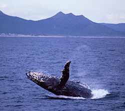 Foto de  Ballena jorobada fuera de Cabo San Lucas, copyright Pete and Gretchen Pederson