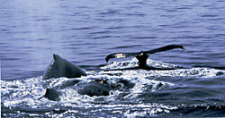 Competitive male Humpbacks,  copyright Pete y Gretchen Pederson