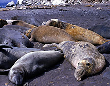 Northern Elephant Seals on Guadalupe Island, George Lindsay