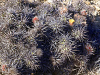 Foto de Opuntia invicta (casa rata), Reid Moran © 2000 SDNHM