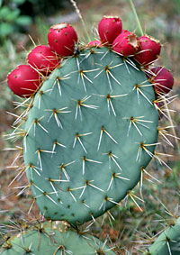 Foto de Opuntia lagunae (Nopal), Jon Rebman © 2000 SDNHM