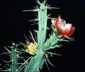 stem and flower of Opuntia molesta, photo by David Faulkner