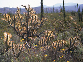 Foto de Opuntia molesta, Jon Rebman, SDNHM