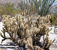 Foto de Cylindropuntia sanfelipensis (cholla), Jon Rebman © 2000 SDNHM