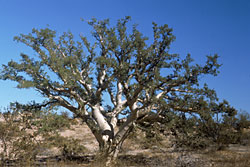 Pachycormus discolor near Bahia de Los Angeles, photo by Reid Moran 1967