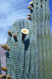 Closeup photo of Pachycereus pringlei (Cardon), by Reid Moran © 2000 SDNHM