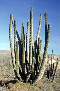 Foto de Pachycereus pringlei (Cardón), Reid Moran © 2000 SDNHM