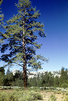 Jeffrey Pine at Laguna Hanson, photo by Reid Moran