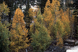 Aspens turning color with patches of snow at base, photo by Reid Moran, SDNHM