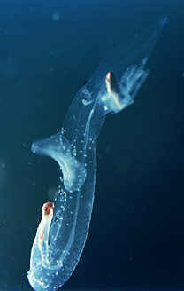 photo of sea elephant from Ocean Oasis copyright CinemaCorp of the Californias