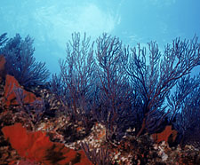 photo of red fans from Ocean Oasis © 2000 CinemaCorp of the Californias