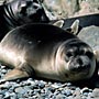 Guía Fotográfica de Mamíferos Marinos