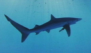 Foto de Tiburón galápago -- Ocean Oasis, © 2000 CinemaCorp of the Californias