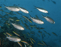 photo of scissortail damselfish (Chromis atrilobata), © Gini Kellogg