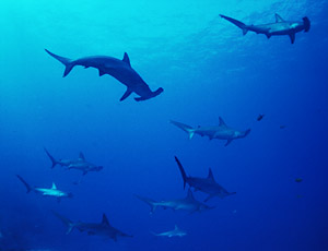 Foto de tiburones martillo -- Ocean Oasis, © 2000 CinemaCorp of the Californias