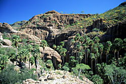 Arroyo San Gregorio, sierra de San Francisco, photo by Brad Hollingsworth, © 2000 SDNHM