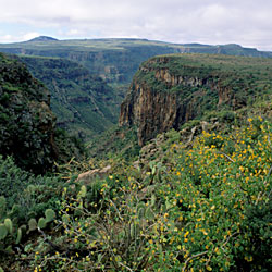 Arroyo Santa Teresa, Sierra de San Francisco, photo by Brad Hollingsworth, © 2000 SDNHM