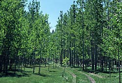 Aspens in the sierra de San Pedro Martir, photo by Jon Rebman, SDNHM