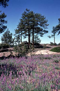 Pines and Lupines, photo by Jon Rebman, SDNHM