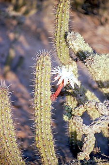 Foto de Stenocereus gummosus, Jon Rebman