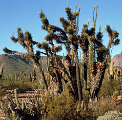 Foto de yucca valida, Reid Moran