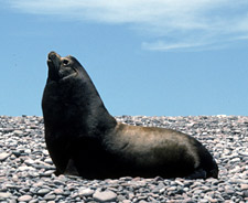 Photo of California sea lion, Brad Hollingsworth, SDNHM