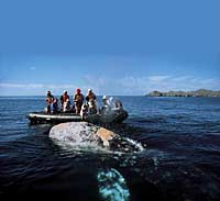 zodiac with a whale, Lindblad Expeditions, photo by Tom O'Brien
