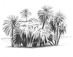 Dibujo sobre un oasis de palmeras