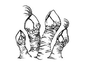 sketch of barnacles