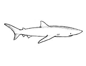 sketch of shark