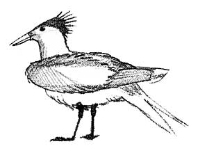 sketch of tern