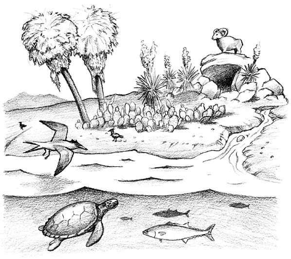 drawing for activity 12 with stream, sea, fish, turtles, terns, cactus, agaves, palms, bighorn sheep, and rocks