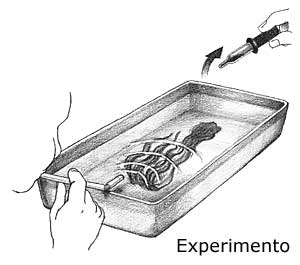 dibujo que muestra aire que es soplado a través de un popote sobre la superficie y el agua fría de color que sube