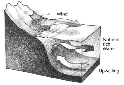sketch of upwelling and nutrient-rich water