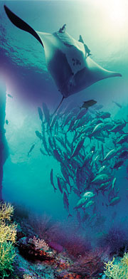 photo collage of manta ray, fish, and coral reef